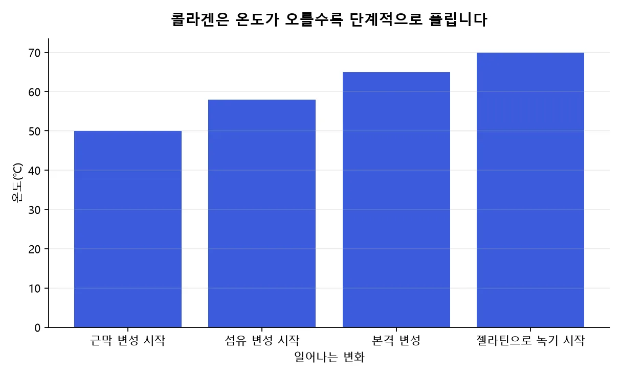 근막 콜라겐 변성 시작 50℃, 콜라겐 섬유 변성 시작 58℃, 본격 변성 65℃, 젤라틴으로 녹기 시작 70℃를 온도 순으로 나열한 막대 그래프
